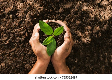 Hand Holding Seed Tree Bag 260nw 755382499