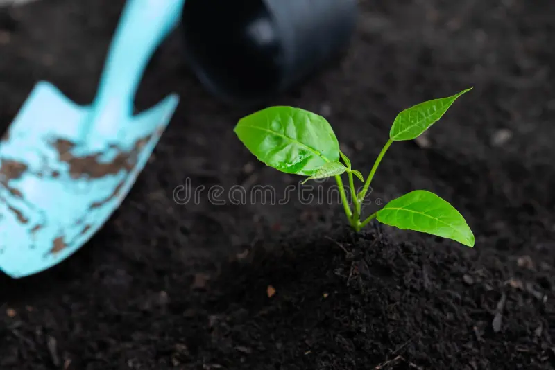 Planting Young Tree Green Grow Shovel Pot Placed Side Black Soil Background Seedling Sprout Growing Seed Nature 190692708